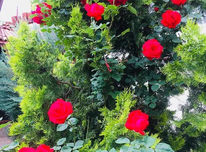 Maison d'hôtes Dobrev *